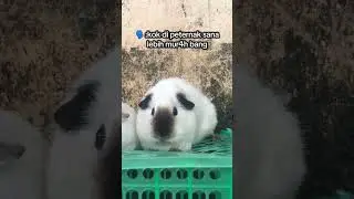 american california guinea pigs proven good body crested hair black marking cute #marmutbalapblitar