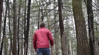 Forest Bells