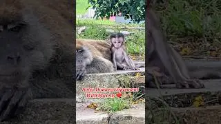 Amazing Eyes Of 👶 Baby Monkey #funny #monkey #animals #cute #viralshorts #shorts