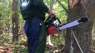 A Timber Frame Vlog #56: Harvesting Timbers