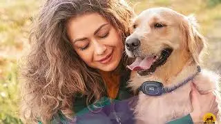 Bark Collars For Large Dogs: Incredible Bark Collars on Amazon
