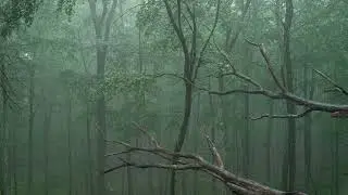 Rain in the New York Woods - Summer - 4K - Ambient - Real Video