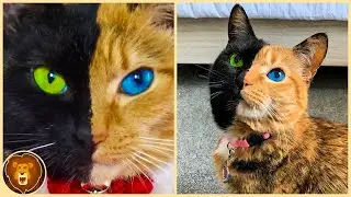 10 Katzen, die nur einmal in tausend Jahren geboren werden