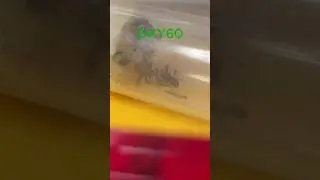 Day 60: Last Feeding Before Hibernation 🐜❄️