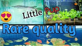 Birds , fish , dog , rare  quality 😍😍 || Little Pup || Yuvraj uv vlogs