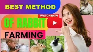 How To Do Rabbit Farming || Easy Method Of Rabbit Farming || Rabbit Farming ||