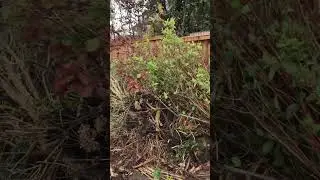 Removing a mature hedge and all bushes before new fences and new garden Fischerco Gardening Company