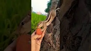 kalla sohna nahi😘😘😘#song #squirrel shorts #mera chuchu #love #animals #ytshorts