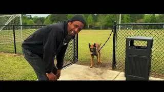 Do Dogs Remember What you Did Last Summer?#dog #workingdog #apbt