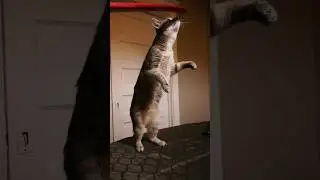 Abby Goes Vertical: Watch my Cat Reach for the Stars (and a Shoehorn)! 👏😻 #catvideos #petvideos