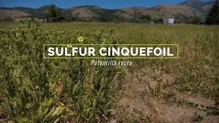 Sulfur cinquefoil