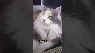 Cat Lover😺#love#catbreed#kitty#meowcat#shortvideo#catfancy#kittycat#funny#amazing#meow#cat#tiktok#yt