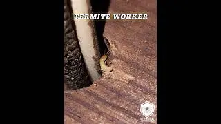 Termites in the house!
