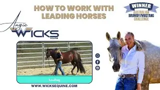 How to work with Leading Horses - Angie Wicks