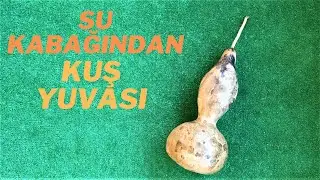 Su Kabağından Kuş Yuvası | Kumrulardan Sürpriz | Leyleklerin Göçü