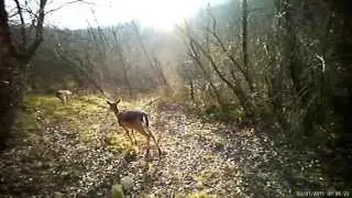 Videotrappolaggio Parco dei Gessi Bolognesi - Marzo 2015