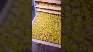 vegetable and fruit dryer equipment