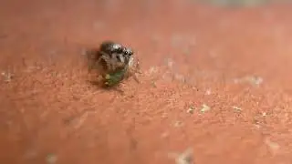 Zebra spider  &mdash;- Salticus scenicus with prey(aphid) / Salticus scenicus avec proie (puceron)