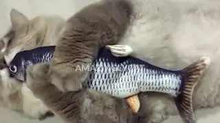 Cats Play: Amazinglycat Dancing Fish Cat Toy 2020