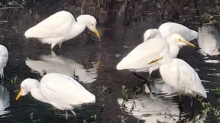 #viral The Best Video of White Heron🦩🪿#shorts #jaialltimefun 