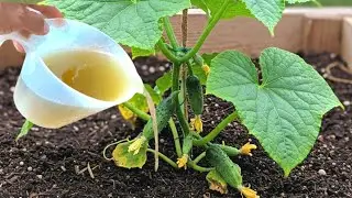 Secret Fertilizer: Turn Dead Soil Into Super-Rich Soil and Repel Pests