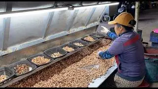 Quy trình sản xuất hạt điều rang muối - Món quà tặng Tết ý nghĩa từ nông sản Việt.