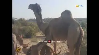 Camel Breeding Season &ndash; Rare & Powerful Natural Behavior @Desert_Dunes2481 