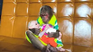 Too Cute! CUTIS Drives a Supercar to Buy Baby Monkey&rsquo;s Favorite Milk