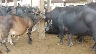 Les derniers moments de Buffalo à la colonie de bétail