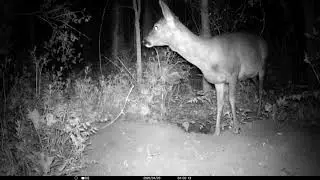 My Springwatch 2020 Episode 5