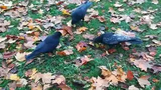 Our Crow family sharing generously their food with Babycrows ❤️