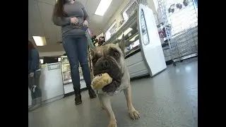 K-9 Kakes serves up all-natural treats for the pampered pup