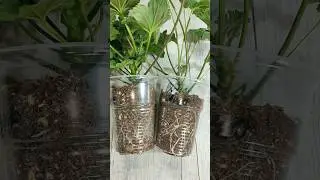 Чем поливать ЧЕРЕНКИ ГЕРАНИ чтобы была мощная корневая?