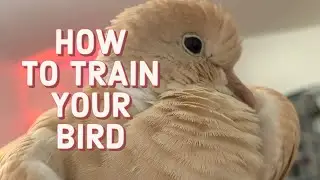 How to Train your Bird