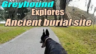 Greyhound explorer | Crystal River Archaeological State Park | Life with a retired racing Greyhound