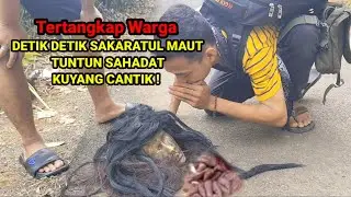 Detik detik kuyang cantik menangis saat sakaratul ma'ut tertangkap disiang hari ! 