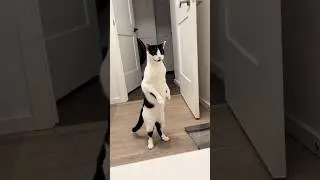 The Most Curious Cat Ever 😂