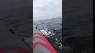 Acrobatic Dolphin