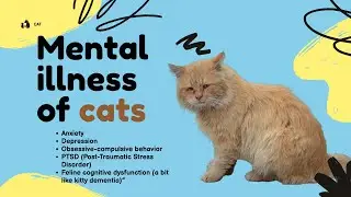 Mental illness of cats- Can you understand it #cat #cuteanimals #health