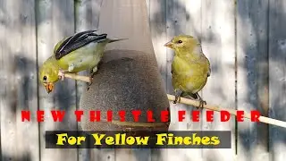 New Thistle Feeder