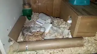 Crias de raton pigmeo con 3 semanas de vida
