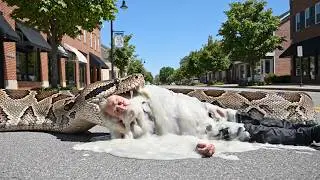 rescueanimal: Giant Python Attack in Suburbs: Elderly Man Rescued from 29ft Snake
