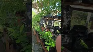 Review sayuran yang siap panen di Green House mini #simeulue #garden #agriculture #pakcoyhidroponik