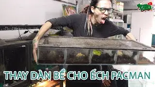 Thay dàn bể mới cho ếch Pacman - Pacman frog's new tanks | WILDVN TV