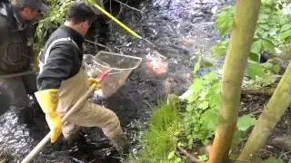 Elektrofischen
