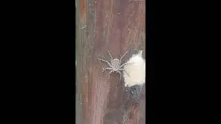 Aranha chata