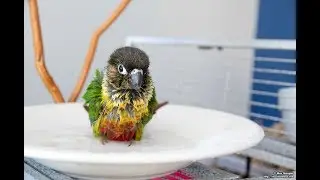 How to give Bird First Bath | Bird Water Training | Conure Funny Bath |