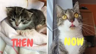 Cat Rescue Story| Abandoned Kitten Transformation: Before and After