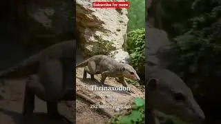 The evolution of animals
