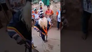 कोकणातला संकासुर 🤗❤️#shorts #shimga #ytshorts #kokan #sankarur #holi